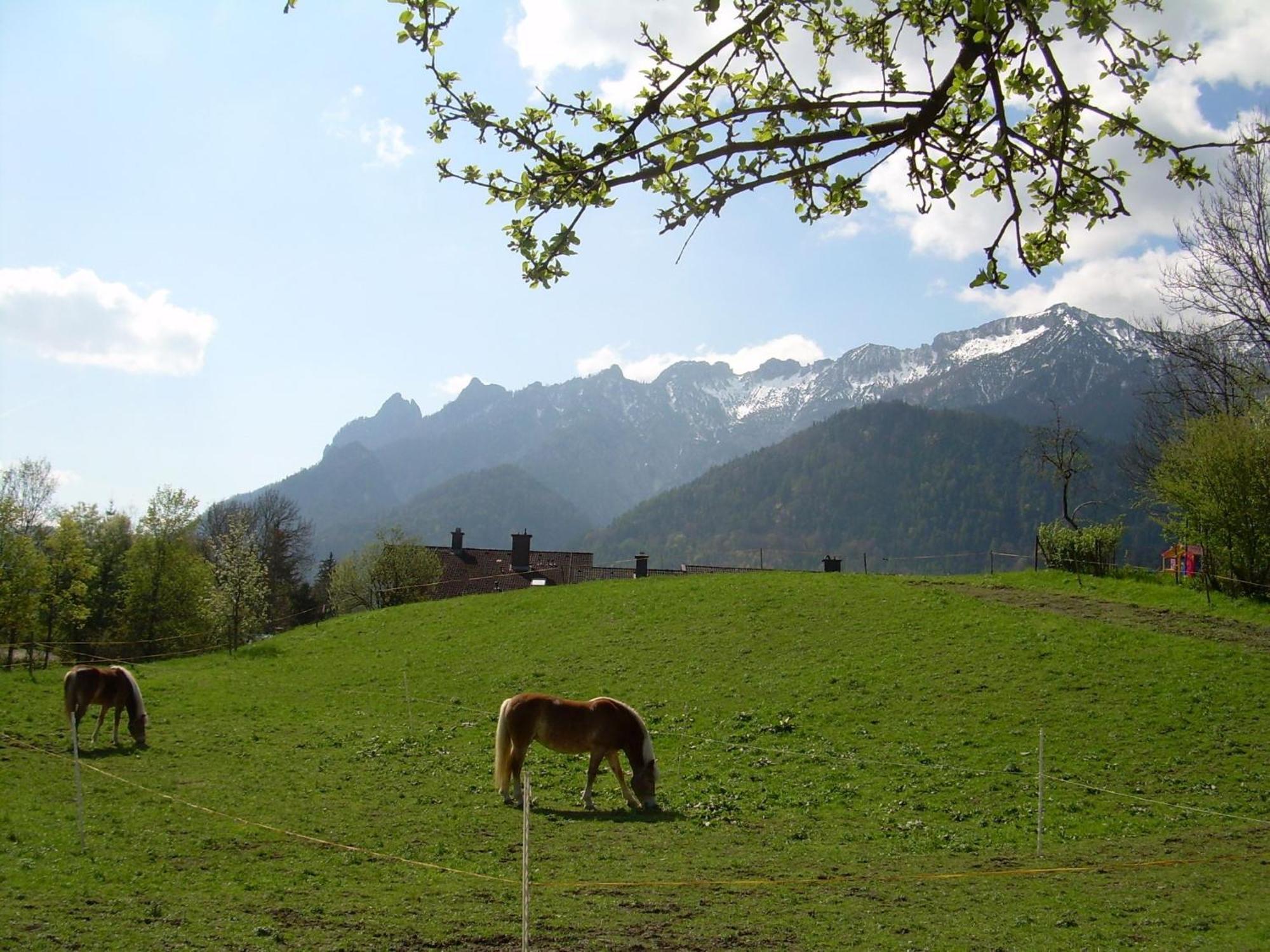 Bachbauernhof Lägenhet Bayerisch Gmain Exteriör bild