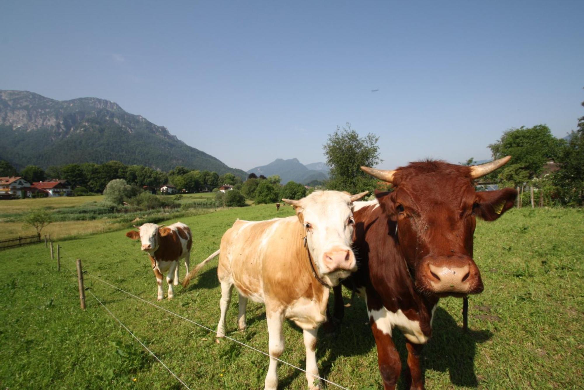 Bachbauernhof Lägenhet Bayerisch Gmain Exteriör bild